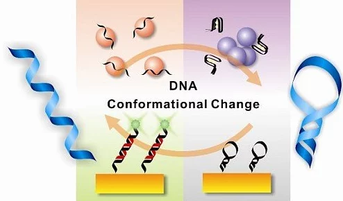 DNA非特异性杂交的机制、影响因素及其在分子生物学研究中的应用探讨